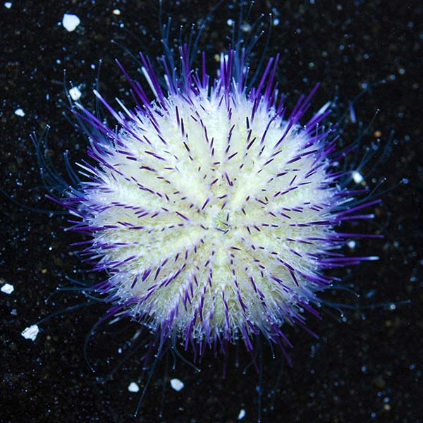 Purple Short Spine Pincushion Urchin